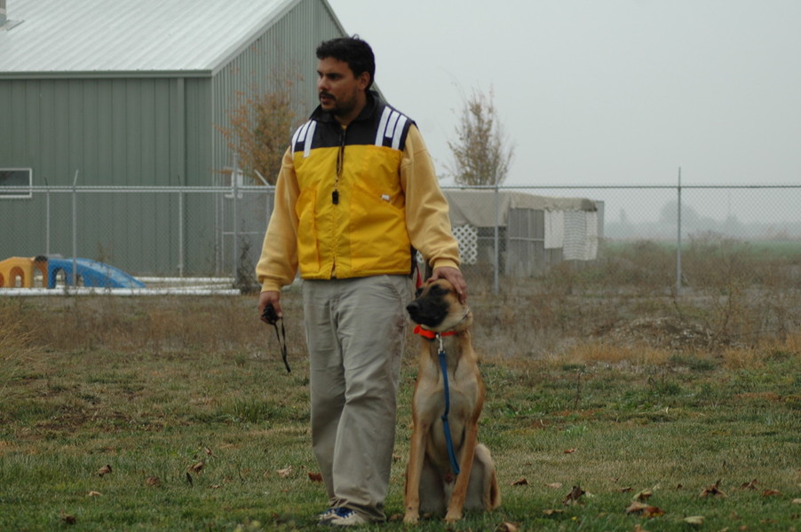 Off leash dog training in Durham NC, advanced dog training ...